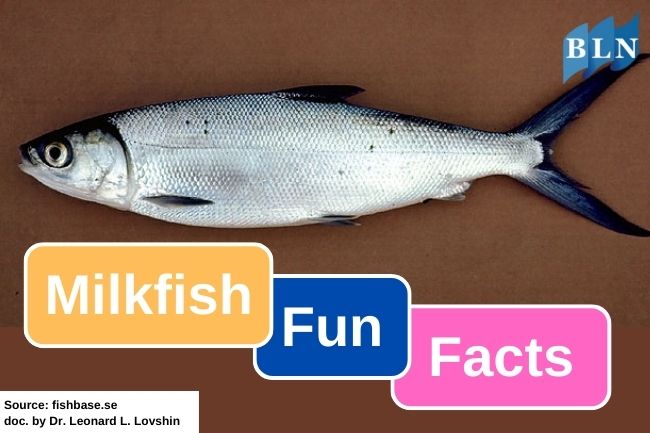 8 Milkfish Interesting Facts